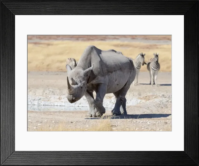 Framed Print : Black Rhinoceros -Diceros bicornis-, male walking, and Burchells Zebras -Equus burchelli-, at waterhole, Etosha National Park, Namibia Framed Print : Black Rhinoceros -Diceros bicornis-, male walking, and Burchells Zebras -Equus burchelli-, at waterhole, Etosha National Park, Namibia