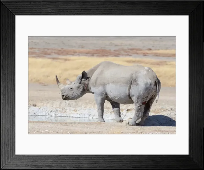 Framed Print : Black Rhinoceros -Diceros bicornis-, male, at waterhole, Etosha National Park, Namibia Framed Print : Black Rhinoceros -Diceros bicornis-, male, at waterhole, Etosha National Park, Namibia