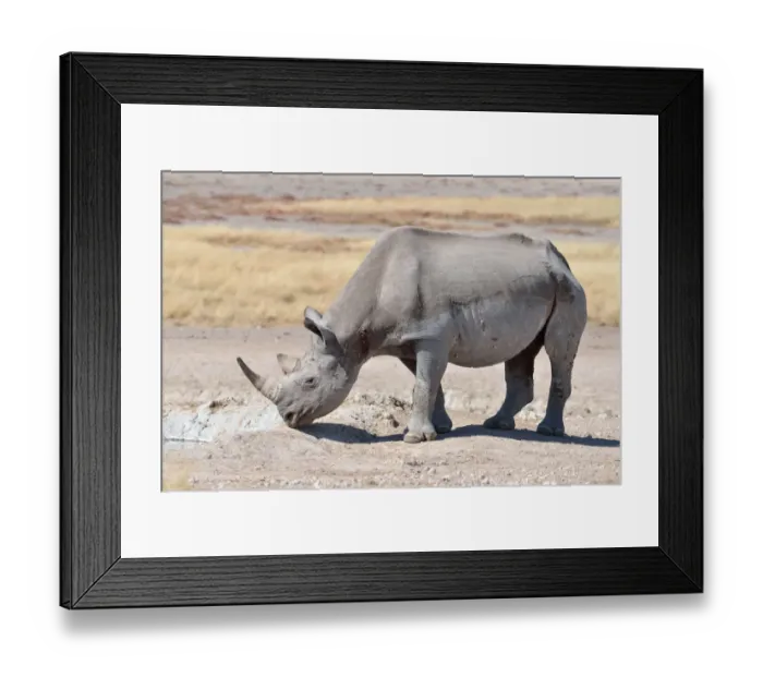 Framed Print : Black Rhinoceros -Diceros bicornis-, male, Etosha National Park, Namibia Framed Print : Black Rhinoceros -Diceros bicornis-, male, Etosha National Park, Namibia