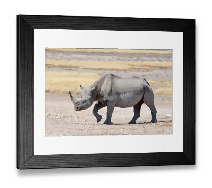 Framed Print : Black Rhinoceros -Diceros bicornis-, male, Etosha National Park, Namibia Framed Print : Black Rhinoceros -Diceros bicornis-, male, Etosha National Park, Namibia