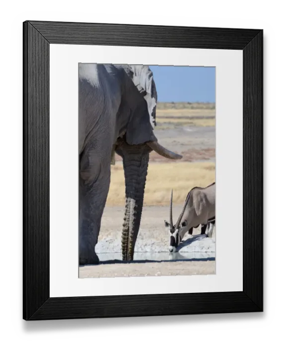 Framed Print : African Elephant -Loxodonta africana- and Gemsbok -Oryx gazella-, drinking at waterhole, Etosha National Park, Namibia Framed Print : African Elephant -Loxodonta africana- and Gemsbok -Oryx gazella-, drinking at waterhole, Etosha National Park, Namibia