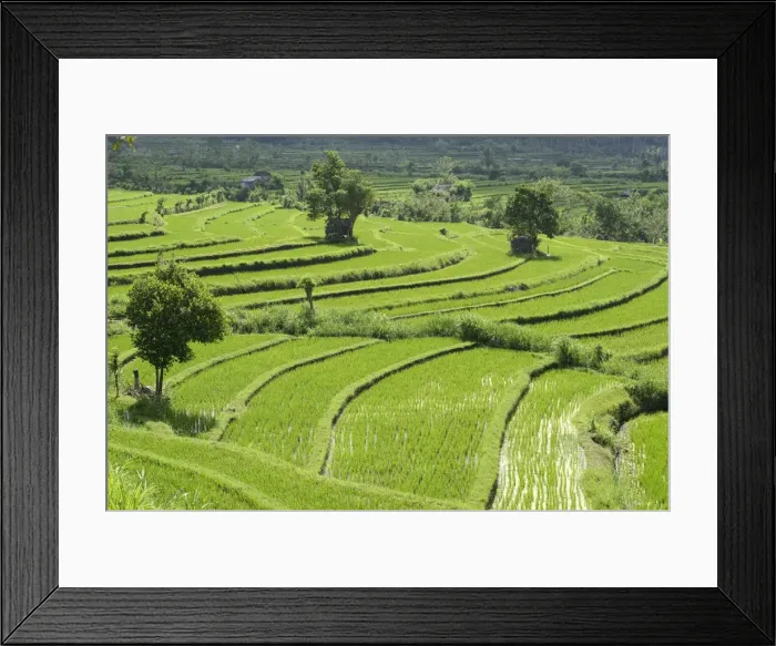 Framed Print : Rice paddies and rice terraces, Bali, Indonesia