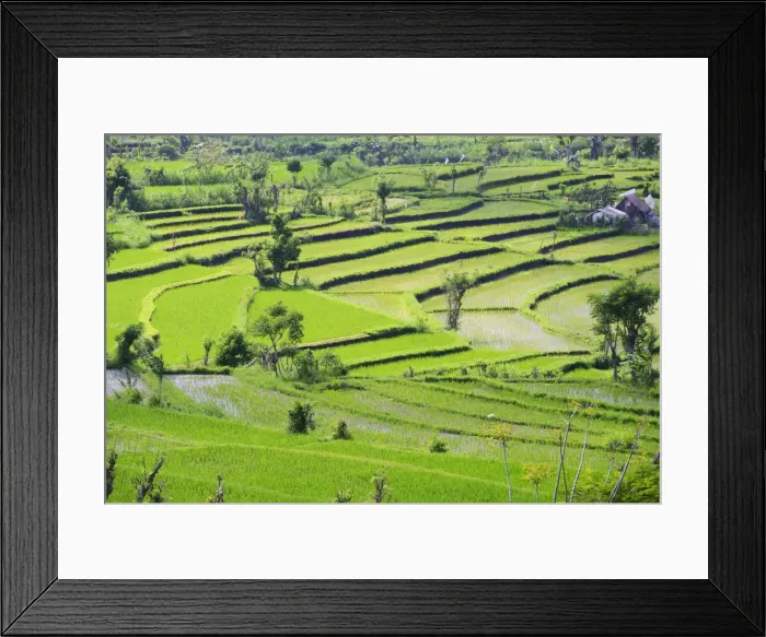 Framed Print : Rice paddies and rice terraces, Bali, Indonesia Framed Print : Rice paddies and rice terraces, Bali, Indonesia