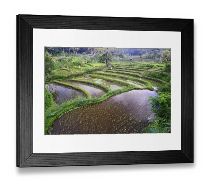 Framed Print : Rice paddies and rice terraces, Bali, Indonesia