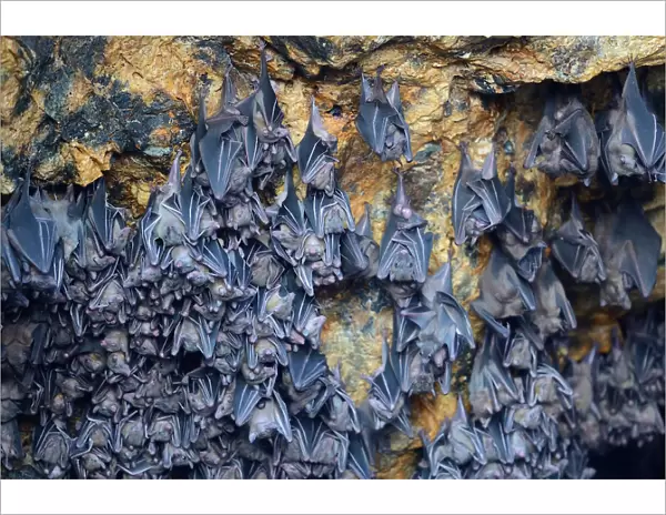 Hundreds of bats in a cave above the altar, Temple of the Bats or Goa Lawah, Bali, Indonesia
