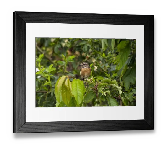 Framed Print : European Stonechat -Saxicola rubicola-, Baden-Wurttemberg, Germany Framed Print : European Stonechat -Saxicola rubicola-, Baden-Wurttemberg, Germany