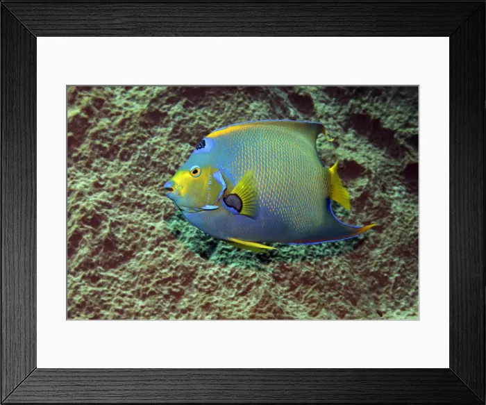 Framed Print : Queen Angelfish -Holacanthus ciliaris- in front of sponge, Little Tobago, Trinidad and Tobago Framed Print : Queen Angelfish -Holacanthus ciliaris- in front of sponge, Little Tobago, Trinidad and Tobago