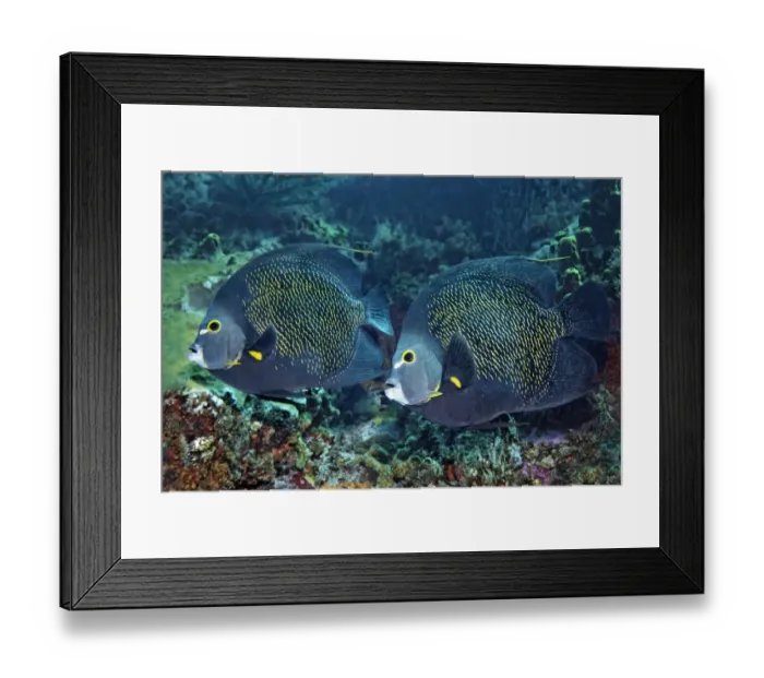 Framed Print : Two French Angelfishes -Pomacanthus paru- above coral reef, Little Tobago, Trinidad and Tobago Framed Print : Two French Angelfishes -Pomacanthus paru- above coral reef, Little Tobago, Trinidad and Tobago