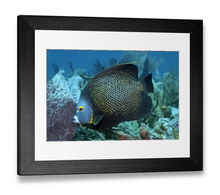 Framed Print : Two French Angelfishes -Pomacanthus paru- above coral reef, Little Tobago, Trinidad and Tobago Framed Print : Two French Angelfishes -Pomacanthus paru- above coral reef, Little Tobago, Trinidad and Tobago