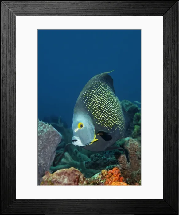 Framed Print : French Angelfish -Pomacanthus paru- above coral reef, Little Tobago, Trinidad and Tobago Framed Print : French Angelfish -Pomacanthus paru- above coral reef, Little Tobago, Trinidad and Tobago