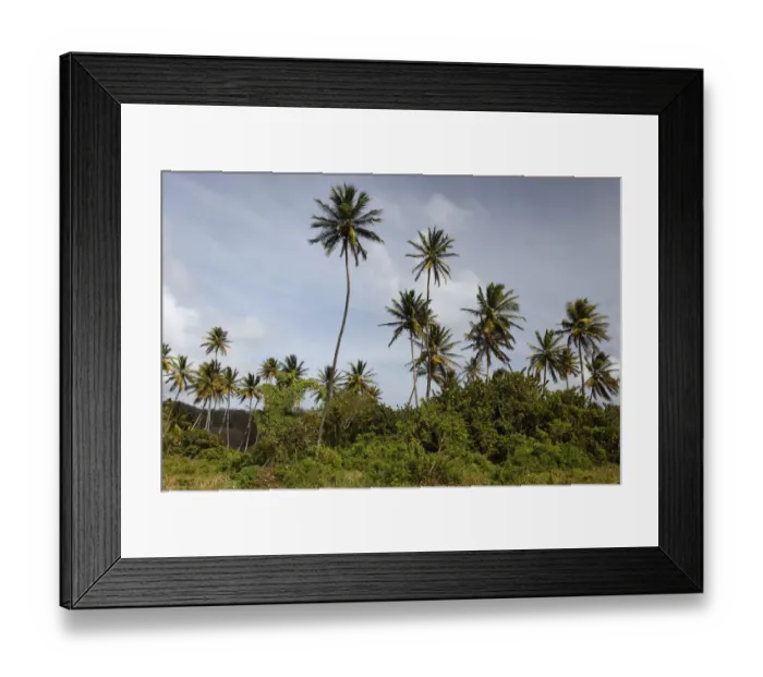 Framed Print : Coconut palm trees -Cocos nucifera-, Little Tobago, Trinidad and Tobago Framed Print : Coconut palm trees -Cocos nucifera-, Little Tobago, Trinidad and Tobago
