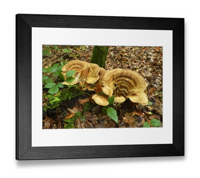 Framed Print : Giant Polypore -Meripilus giganteus-, Switzerland Framed Print : Giant Polypore -Meripilus giganteus-, Switzerland