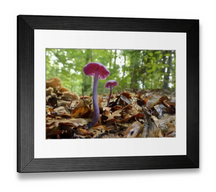 Framed Print : Amethyst Deceiver -Laccaria amethystea-, Switzerland Framed Print : Amethyst Deceiver -Laccaria amethystea-, Switzerland