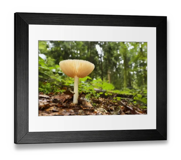Framed Print : Clitocybe gibba fungus, Switzerland Framed Print : Clitocybe gibba fungus, Switzerland