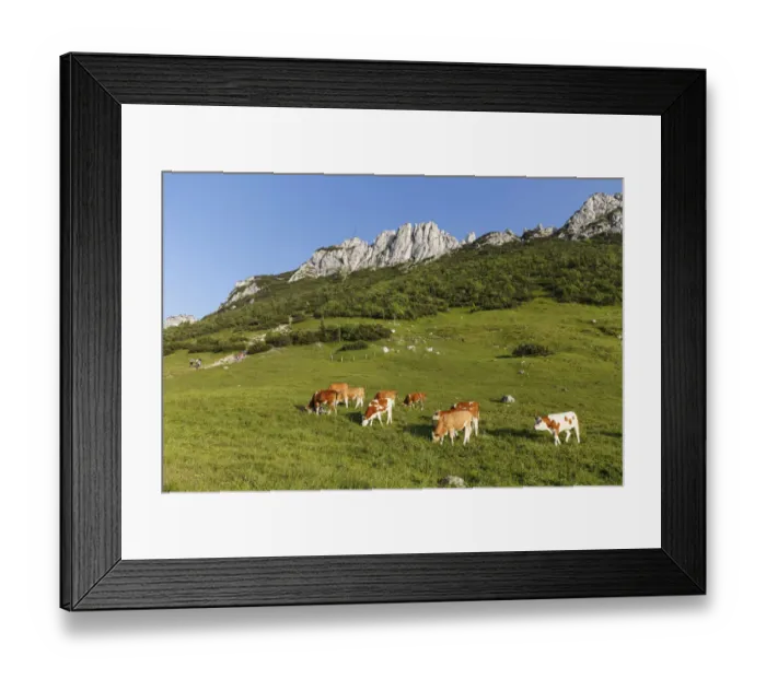 Framed Print : Cows on pasture, Kampenwand and Steinlingalm alpine pasture, Aschau im Chiemgau, Chiemgau Alps, Upper Bavaria, Bavaria, Germany Framed Print : Cows on pasture, Kampenwand and Steinlingalm alpine pasture, Aschau im Chiemgau, Chiemgau Alps, Upper Bavaria, Bavaria, Germany