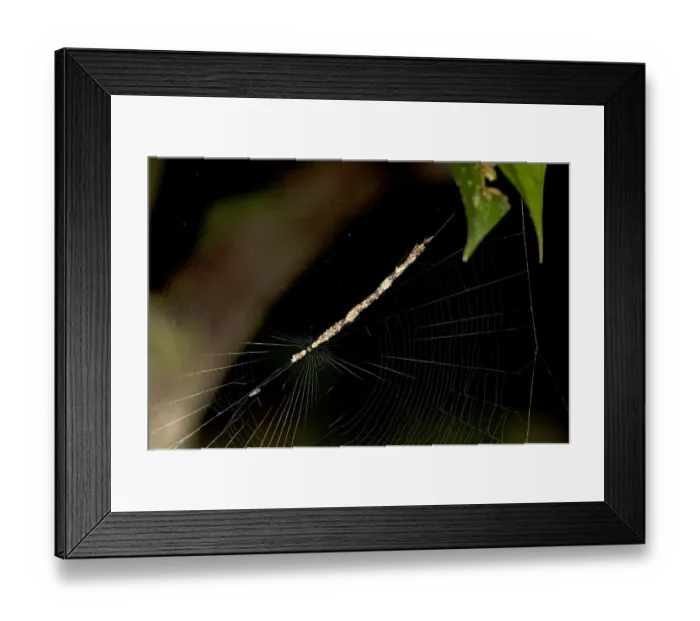 Framed Print : Spider, Cycosa species almost invisible in a diagonal web hanging made from prey remains and plant material, Tambopata National Reserve, Madre de Dios region, Peru Framed Print : Spider, Cycosa species almost invisible in a diagonal web hanging made from prey remains and plant material, Tambopata National Reserve, Madre de Dios region, Peru
