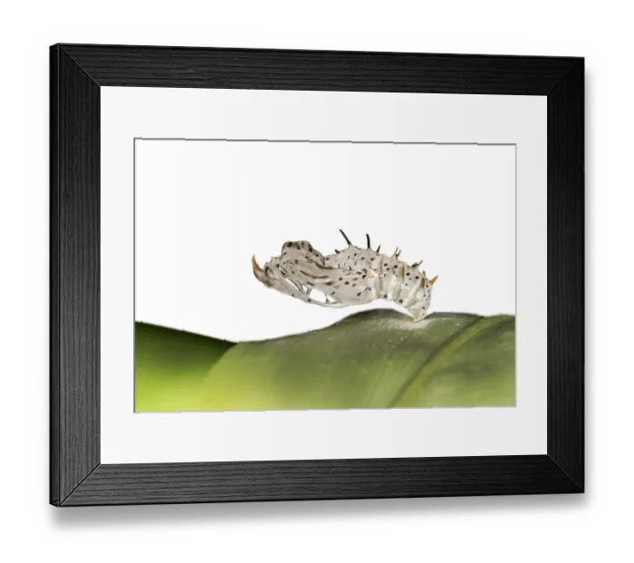 Framed Print : Exuvie of a Heliconius species, Tambopata National Reserve, Madre de Dios region, Peru