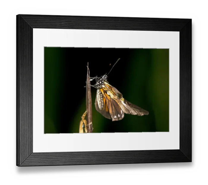 Framed Print : Newly hatched butterfly of a Heliconius species, unfolding its wings, Tambopata National Reserve, Madre de Dios region, Peru Framed Print : Newly hatched butterfly of a Heliconius species, unfolding its wings, Tambopata National Reserve, Madre de Dios region, Peru