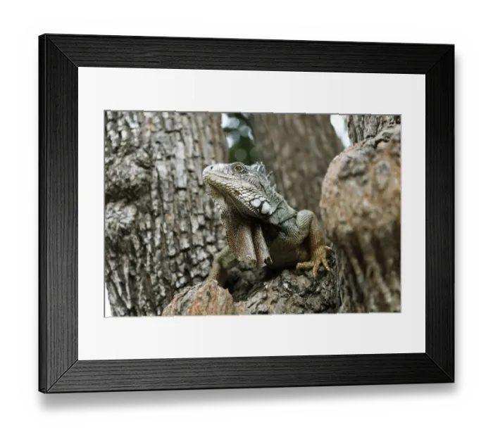 Framed Print : Green Iguana -Iguana iguana-, adult, sitting on a tree, Guayaquil, Guayas Province, Ecuador Framed Print : Green Iguana -Iguana iguana-, adult, sitting on a tree, Guayaquil, Guayas Province, Ecuador