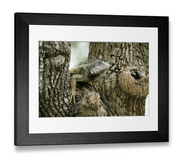 Framed Print : Green Iguana -Iguana iguana-, adult, sitting on a tree, Guayaquil, Guayas Province, Ecuador Framed Print : Green Iguana -Iguana iguana-, adult, sitting on a tree, Guayaquil, Guayas Province, Ecuador