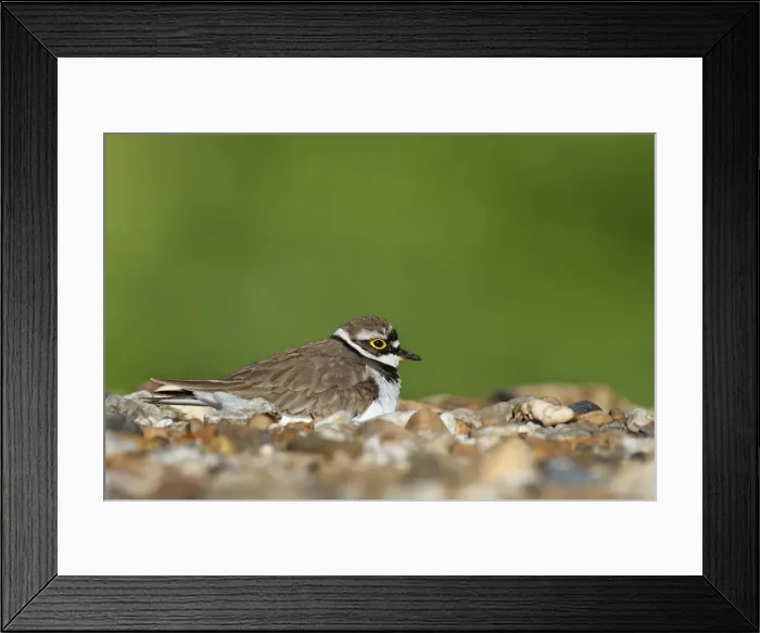 Framed Print : Ringed Plover -Charadrius dubius-, male on the nest, Saxony-Anhalt, Germany
