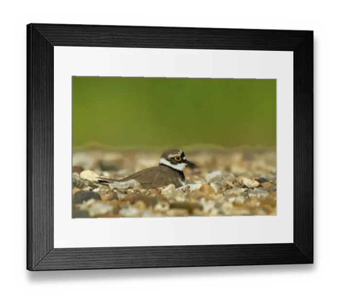 Framed Print : Ringed Plover -Charadrius dubius-, male on the nest, Saxony-Anhalt, Germany