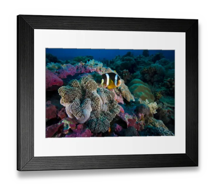 Framed Print : Clarks anemonefish -Amphiprion clarkii-, Palau