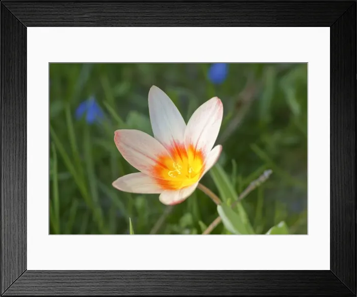 Framed Print : Tulip -Tulipa-, Baden-Wurttemberg, Germany Framed Print : Tulip -Tulipa-, Baden-Wurttemberg, Germany