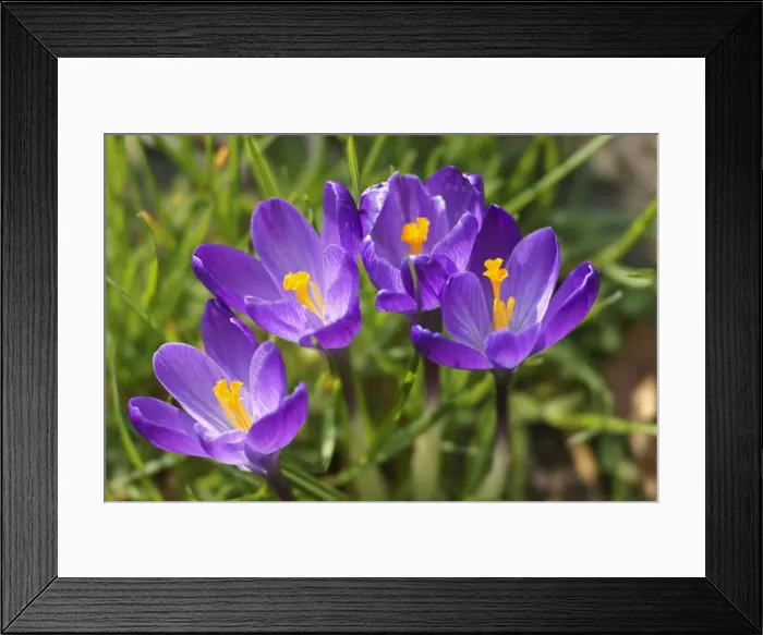 Framed Print : Crocuses -Crocus sp. -, Baden-Wurttemberg, Germany Framed Print : Crocuses -Crocus sp. -, Baden-Wurttemberg, Germany