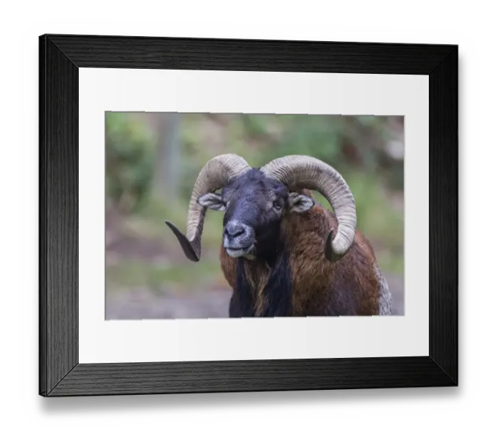 Framed Print : European Mouflon -Ovis orientalis musimon-, Vulkaneifel, Eifel, Rhineland-Palatinate, Germany Framed Print : European Mouflon -Ovis orientalis musimon-, Vulkaneifel, Eifel, Rhineland-Palatinate, Germany