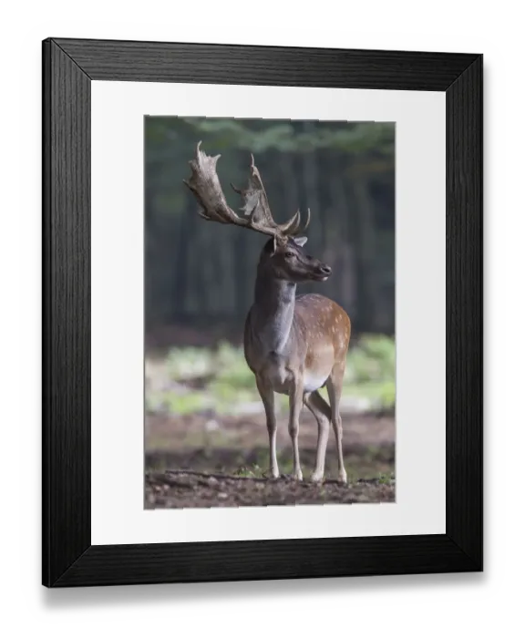 Framed Print : Fallow Deer -Dama dama-, buck, captive, Vulkaneifel, Eifel, Rhineland-Palatinate, Germany Framed Print : Fallow Deer -Dama dama-, buck, captive, Vulkaneifel, Eifel, Rhineland-Palatinate, Germany