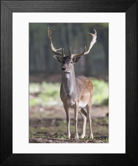 Framed Print : Fallow Deer -Dama dama-, buck, captive, Vulkaneifel, Eifel, Rhineland-Palatinate, Germany Framed Print : Fallow Deer -Dama dama-, buck, captive, Vulkaneifel, Eifel, Rhineland-Palatinate, Germany