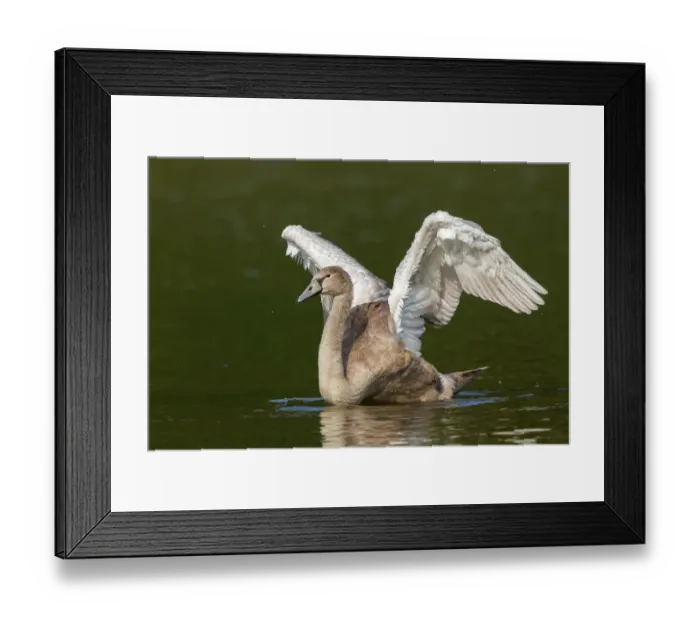 Framed Print : Young Mute Swan -Cygnus olor- spreading wings Framed Print : Young Mute Swan -Cygnus olor- spreading wings