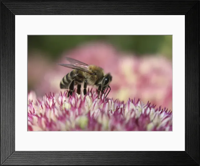 Framed Print : Bee -Apis sp. -, Baden-Wurttemberg, Germany Framed Print : Bee -Apis sp. -, Baden-Wurttemberg, Germany