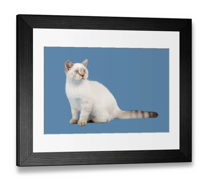 Framed Print : British Shorthair kitten, 10 weeks, colour Chocolate Lynx Point Framed Print : British Shorthair kitten, 10 weeks, colour Chocolate Lynx Point