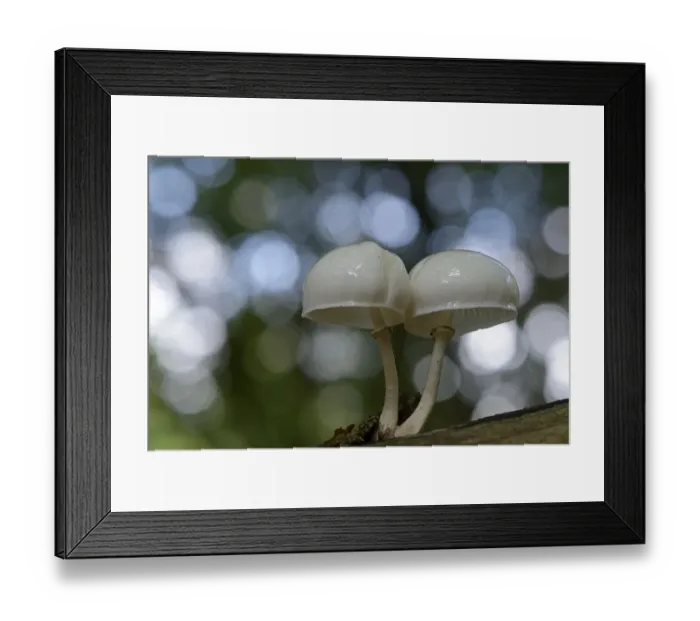 Framed Print : Porcelain Fungus -Oudemansiella mucida-, Emsland, Lower Saxony, Germany Framed Print : Porcelain Fungus -Oudemansiella mucida-, Emsland, Lower Saxony, Germany