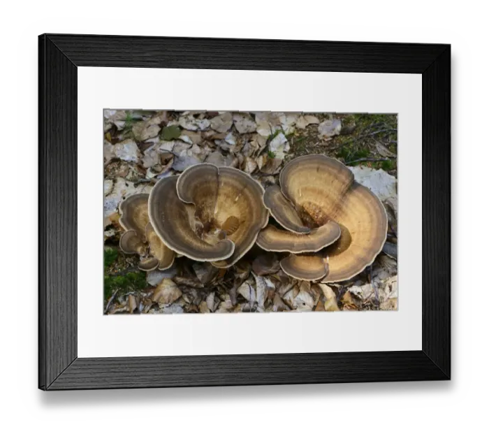 Framed Print : Giant Polypore -Meripilus giganteus-, Emsland, Lower Saxony, Germany Framed Print : Giant Polypore -Meripilus giganteus-, Emsland, Lower Saxony, Germany