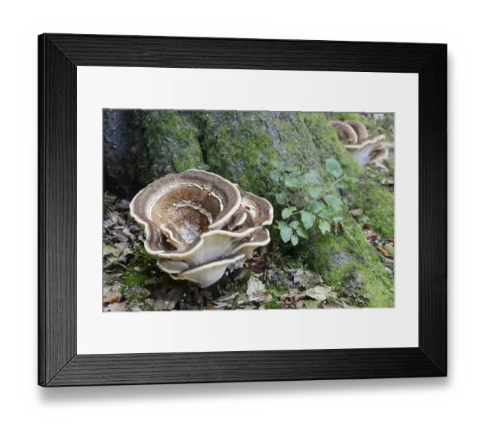 Framed Print : Giant Polypore -Meripilus giganteus-, Emsland, Lower Saxony, Germany Framed Print : Giant Polypore -Meripilus giganteus-, Emsland, Lower Saxony, Germany