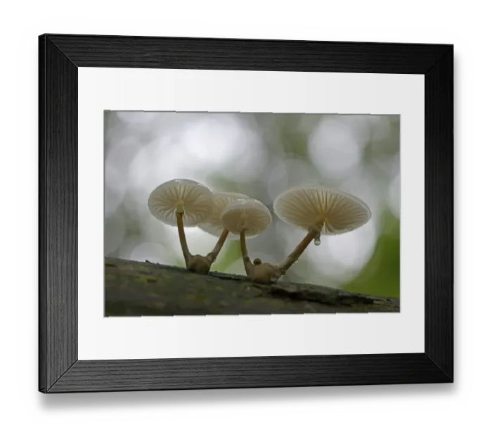 Framed Print : Porcelain Fungus -Oudemansiella mucida-, Emsland, Lower Saxony, Germany Framed Print : Porcelain Fungus -Oudemansiella mucida-, Emsland, Lower Saxony, Germany