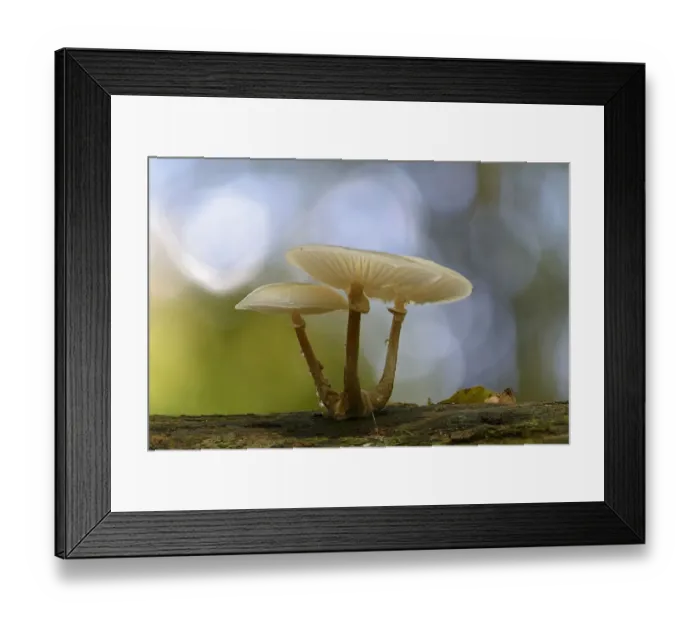 Framed Print : Porcelain Fungus -Oudemansiella mucida-, Emsland, Lower Saxony, Germany Framed Print : Porcelain Fungus -Oudemansiella mucida-, Emsland, Lower Saxony, Germany