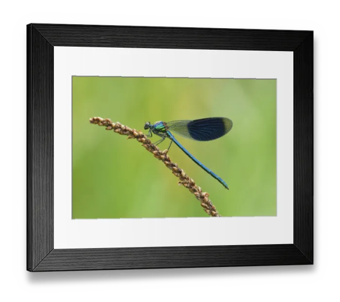 Framed Print : Banded Demoiselle -Calopteryx splendens-, male, Reuss Valley, Switzerland Framed Print : Banded Demoiselle -Calopteryx splendens-, male, Reuss Valley, Switzerland