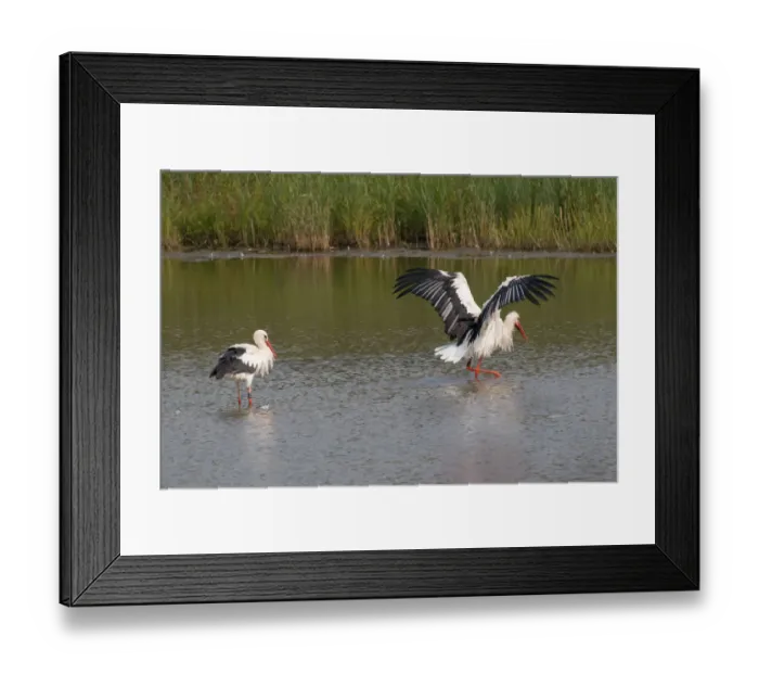 Framed Print : White Storks -Ciconia ciconia- standing in water, bathing, North Hesse, Hesse, Germany Framed Print : White Storks -Ciconia ciconia- standing in water, bathing, North Hesse, Hesse, Germany