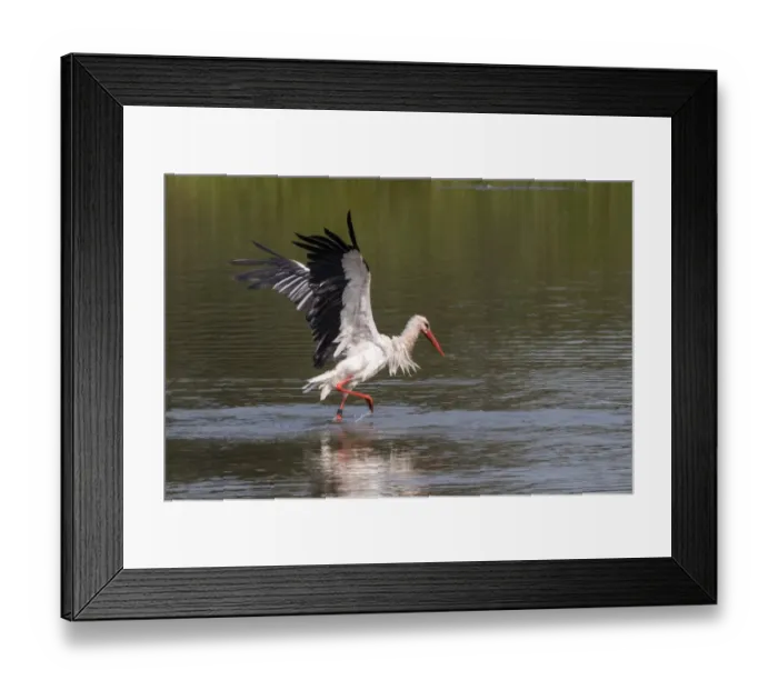 Framed Print : White Stork -Ciconia ciconia- standing in water, bathing, with wings spread, North Hesse, Hesse, Germany Framed Print : White Stork -Ciconia ciconia- standing in water, bathing, with wings spread, North Hesse, Hesse, Germany