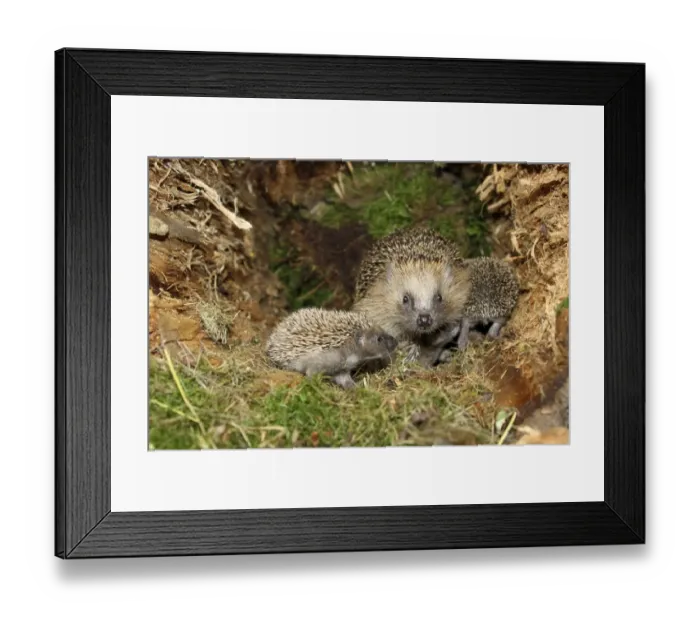 Framed Print : European Hedgehog -Erinaceus europaeus- with young, 19 days, in the nest in an old tree stump, Allgau, Bavaria, Germany Framed Print : European Hedgehog -Erinaceus europaeus- with young, 19 days, in the nest in an old tree stump, Allgau, Bavaria, Germany