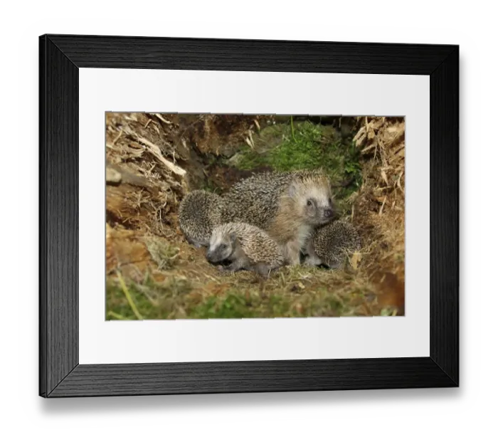 Framed Print : European Hedgehog -Erinaceus europaeus- with young, 19 days, in the nest in an old tree stump, Allgau, Bavaria, Germany Framed Print : European Hedgehog -Erinaceus europaeus- with young, 19 days, in the nest in an old tree stump, Allgau, Bavaria, Germany