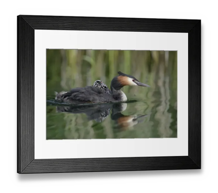 Framed Print : Great Crested Grebe -Podiceps cristatus-, adult bird with chicks on its back on a lake, Mecklenburg-Western Pomerania, Germany Framed Print : Great Crested Grebe -Podiceps cristatus-, adult bird with chicks on its back on a lake, Mecklenburg-Western Pomerania, Germany