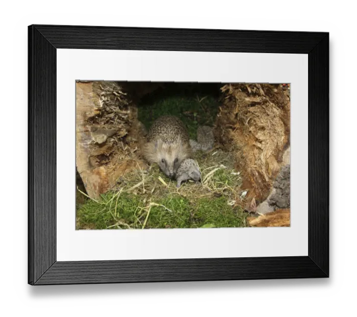 Framed Print : European Hedgehog -Erinaceus europaeus- with young, 13 days, just about to open the eyes, in the nest in an old tree stump, Allgau, Bavaria, Germany Framed Print : European Hedgehog -Erinaceus europaeus- with young, 13 days, just about to open the eyes, in the nest in an old tree stump, Allgau, Bavaria, Germany