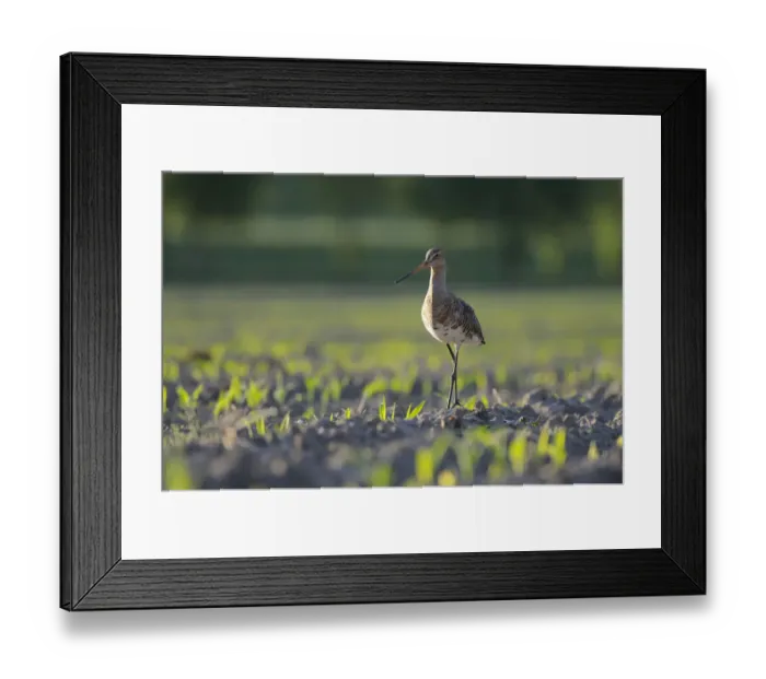 Framed Print : Black-tailed Godwit -Limosa limosa- in a field, North Rhine-Westphalia, Germany