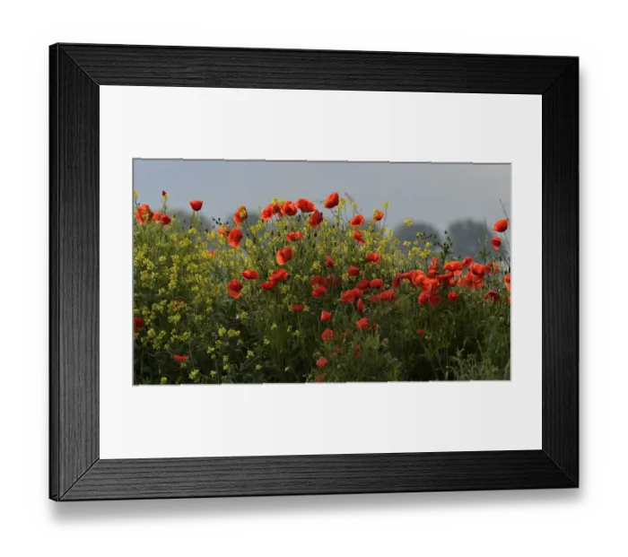 Framed Print : Flowering Poppies -Papaver rhoeas-, North Rhine-Westphalia, Germany Framed Print : Flowering Poppies -Papaver rhoeas-, North Rhine-Westphalia, Germany