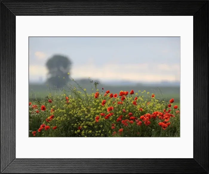 Framed Print : Flowering Poppies -Papaver rhoeas-, North Rhine-Westphalia, Germany Framed Print : Flowering Poppies -Papaver rhoeas-, North Rhine-Westphalia, Germany